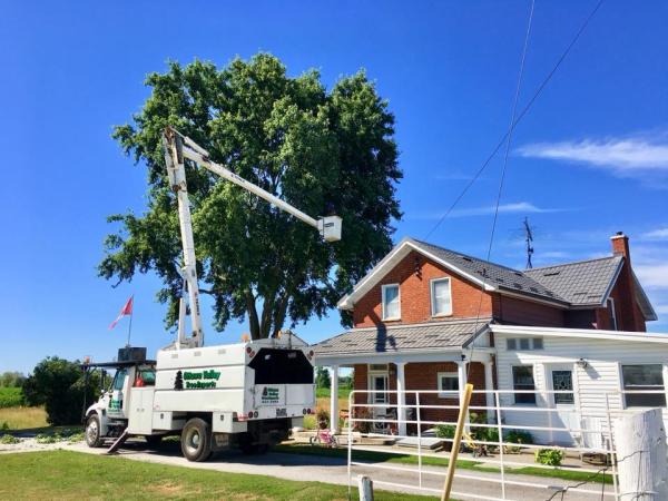 Ottawa Valley Tree Experts