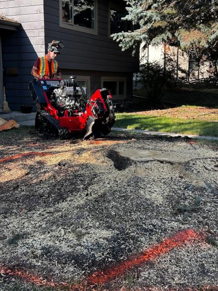 SAP Tree Removal