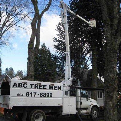 ABC Tree Men