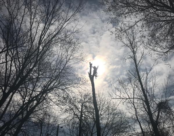 Oliver's Tree Service