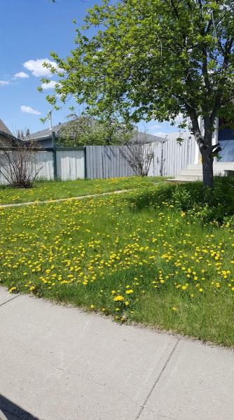 Weed Patrol Lawn Care