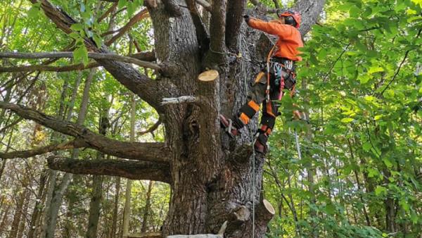 Brad's Tree Service