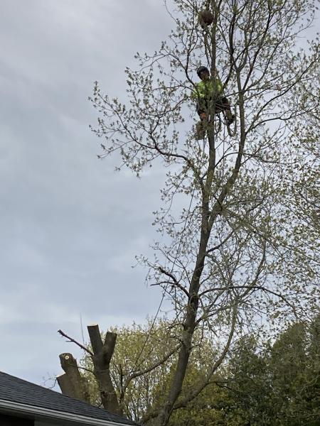 Brad's Tree Service