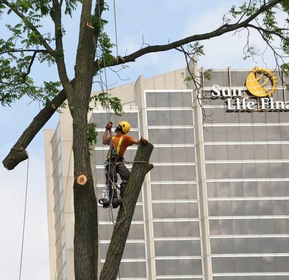 Tri City Tree Service