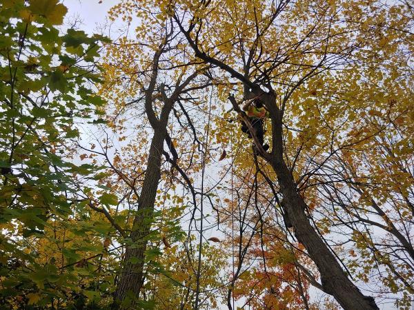 Tree Climbers