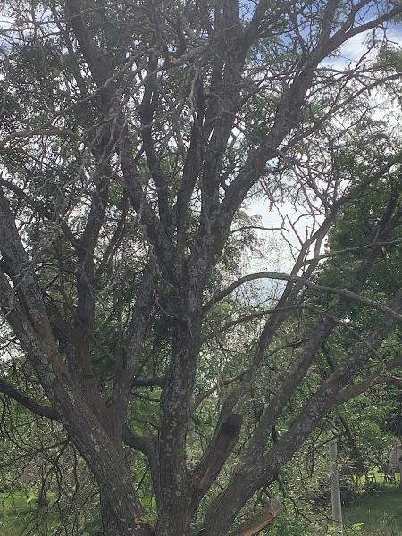 Tree Climbers