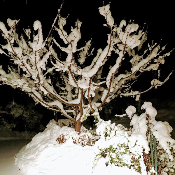 Elke's Landscape Design