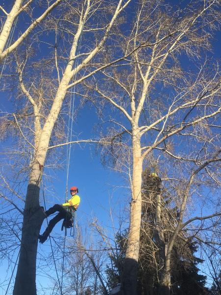 Arbour Crest Tree Services Ltd