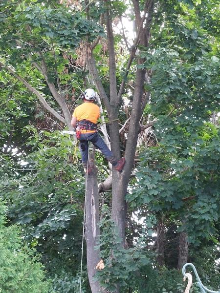 Tandem Tree Service