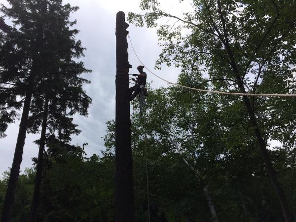 Allen Arboriculture