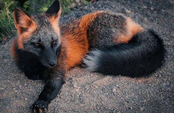 City Wildlife Control