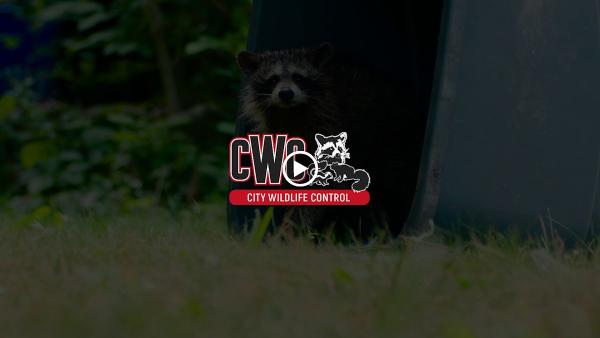 City Wildlife Control