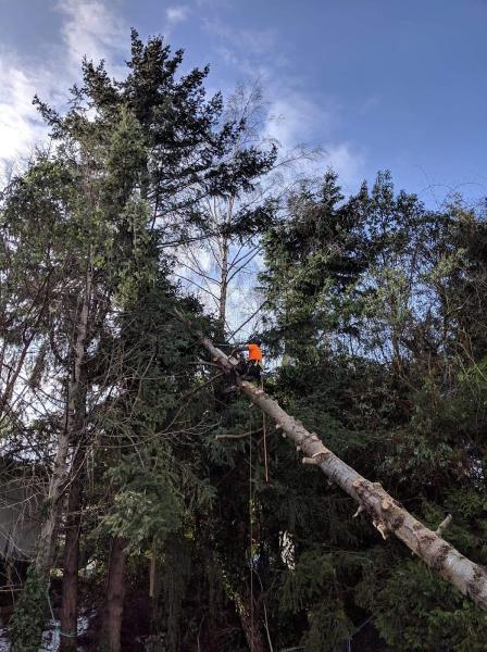 Climbing Fox Tree Service Ltd.