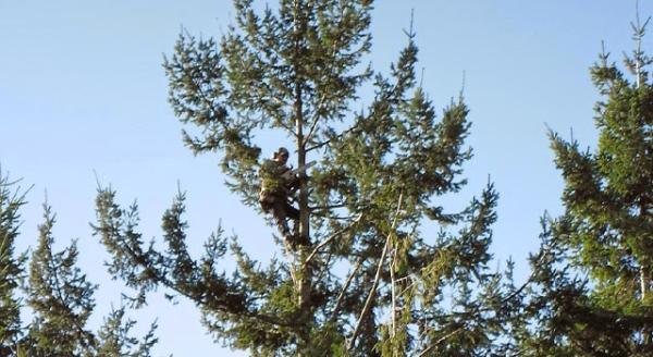 The Arborist