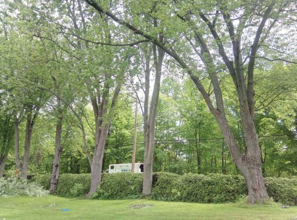 Wright's Tree Service (Ontario