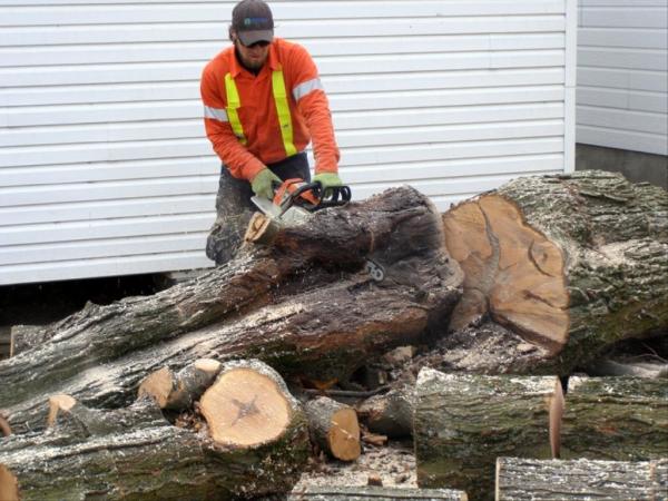 Arboriculture Renauld Vachon