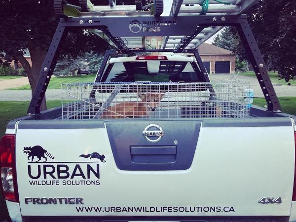 Urban Wildlife Solutions