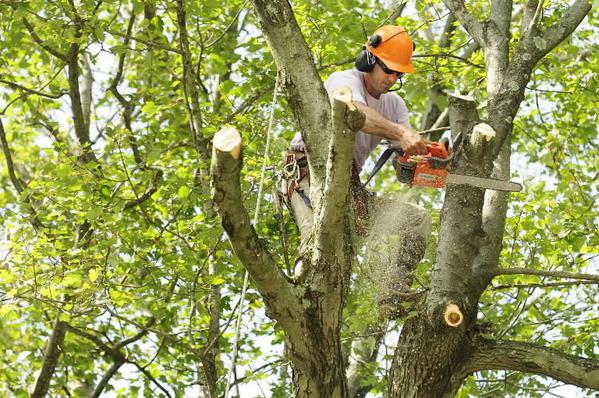 Alliance Tree & Stump Removal Inc.