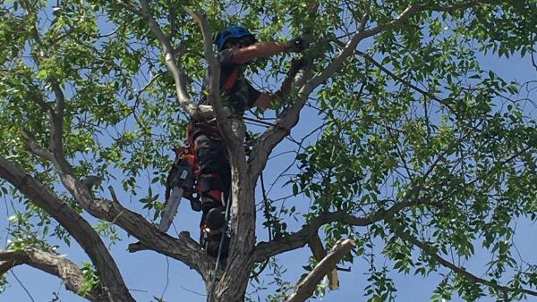 Bordernorth Tree Services