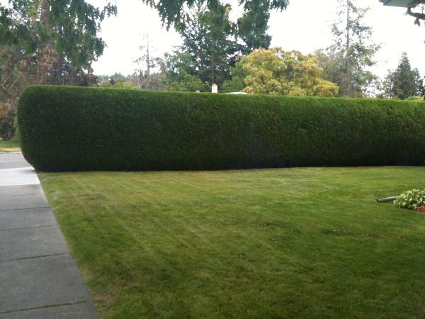 All Exterior Cedar Hedge Trim & Tree Service