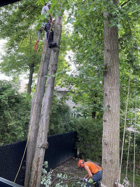 Services d'Arbres Tougas