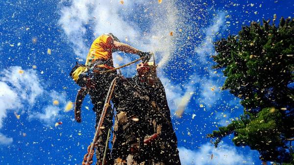 Arborgreen Tree Service North Vancouver