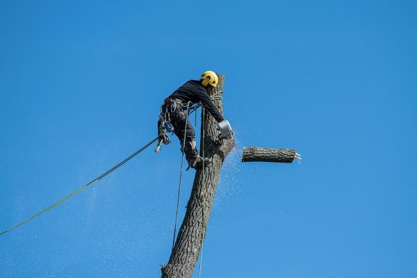 Arborist Tree Service High River