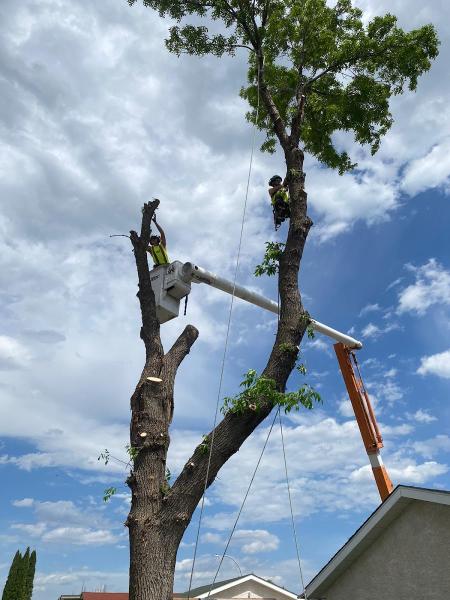 Tree Ninjas