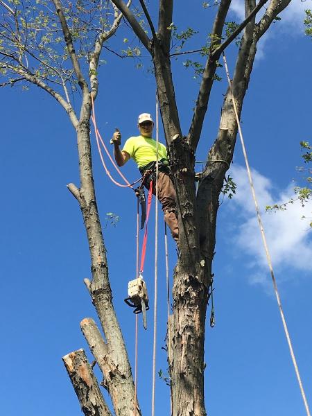 Cross Bros Tree Service Ltd