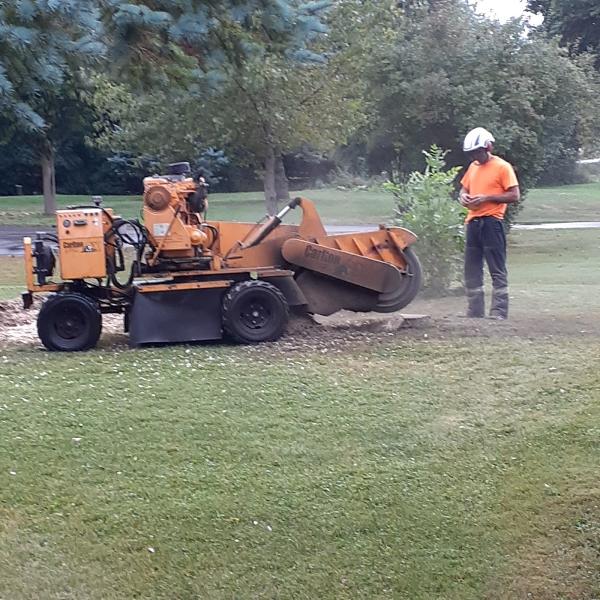 Loves Tree Removal