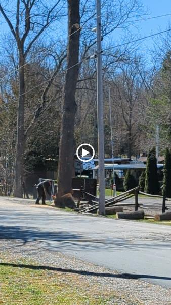 Loves Tree Removal