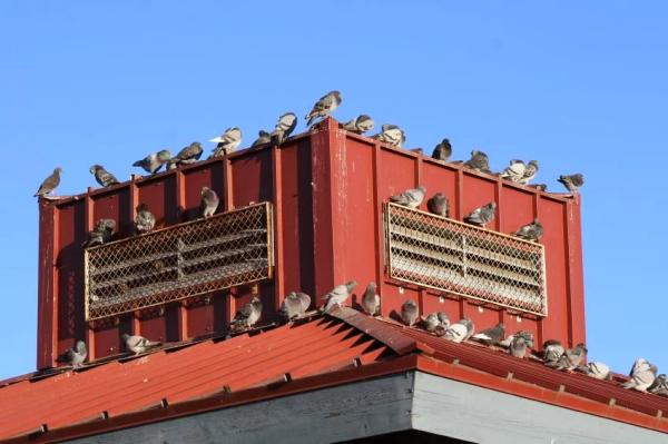 Terminix Canada Pest Control Vancouver