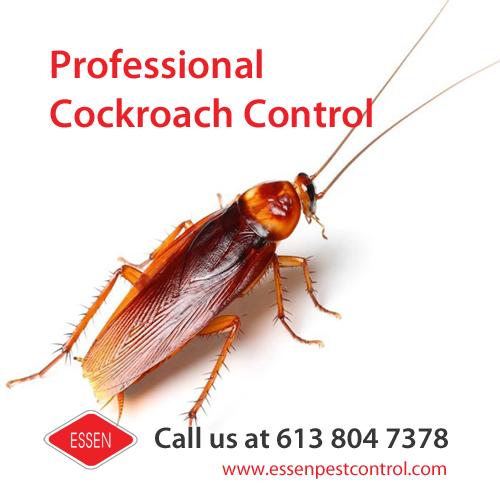 Essen Pest Control