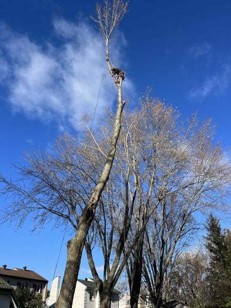 Arbor élagage MG Inc Drummondville
