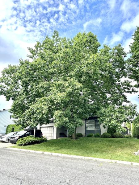 Arbor élagage MG Inc Drummondville