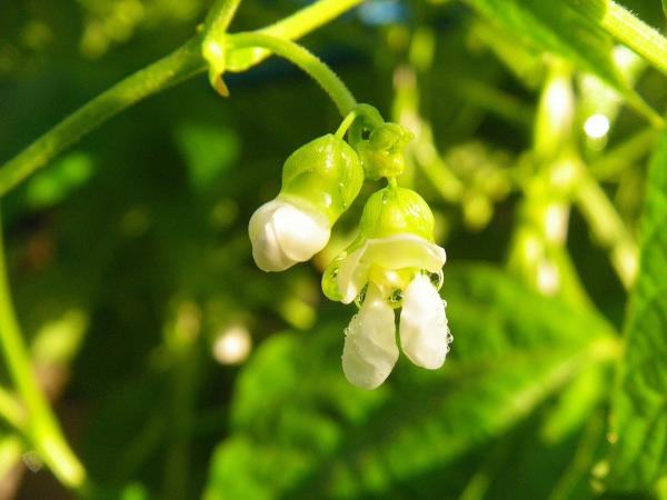 Red Bird Landscapes and Edible Gardens