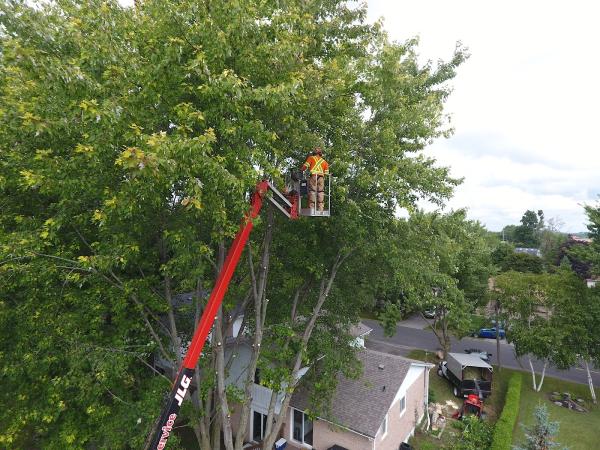 Titan's Tree Service