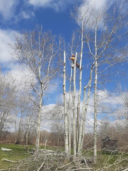 Amazing Tree Trimming Services Inc