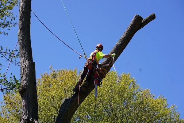 Wright's Tree Care Inc