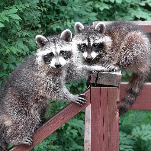 Raccoon Removal Pros