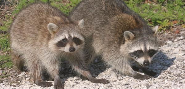 Raccoon Removal Pros