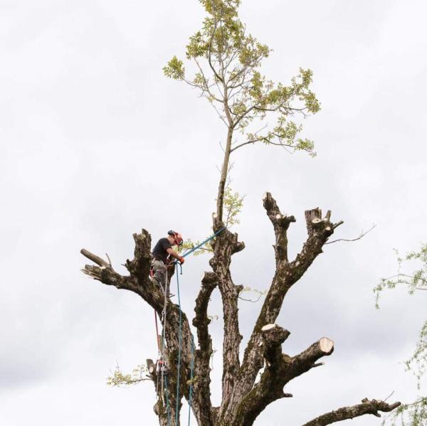 Chilliwack Tree Services