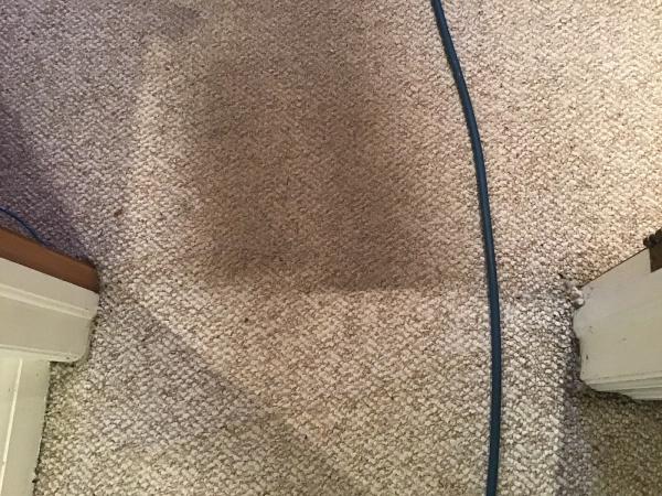 Wizard Carpet & Rug Cleaning