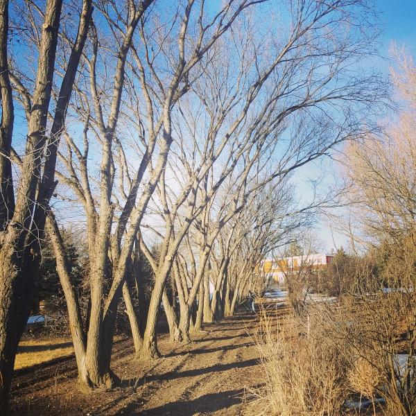 Timberline Arborists