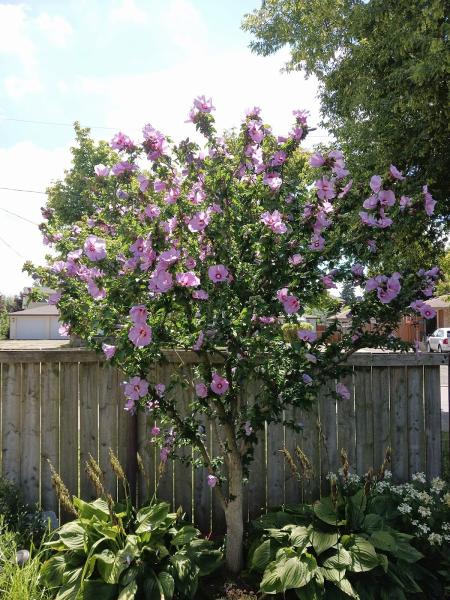 Goodwin's Trees