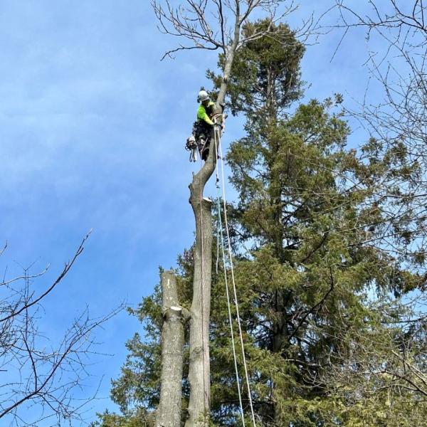 Hudson Tree Services Inc.