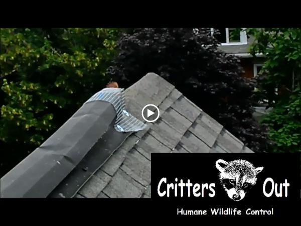 Critters Out Humane Wildlife Control