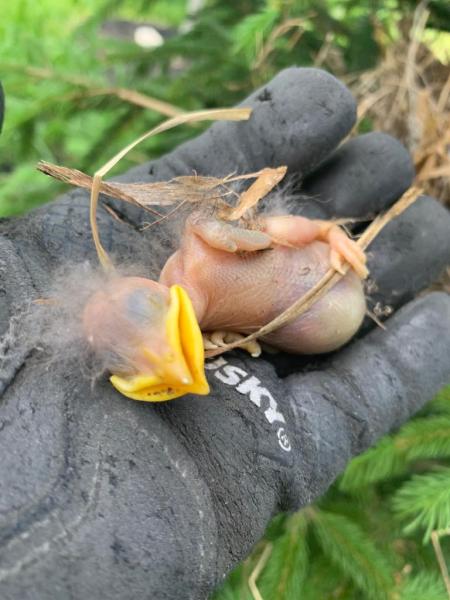BN Wildlife Removal