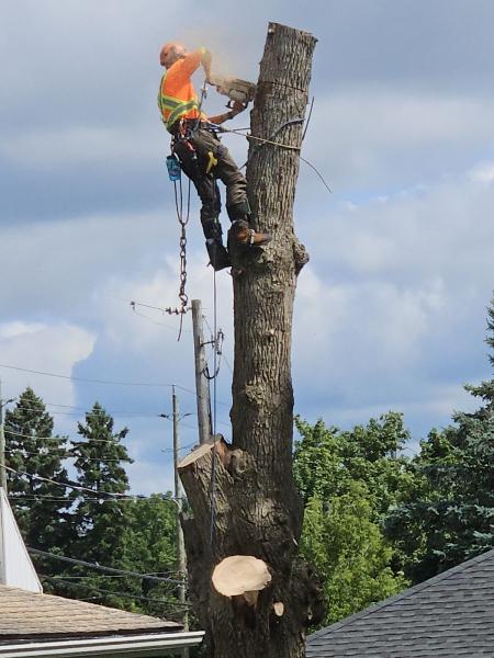 Aberdeen Tree Services