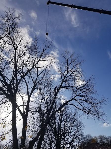 Olympic Tree Care